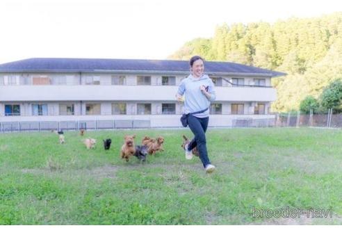 成約済の千葉県のポメラニアン-230613の2枚目